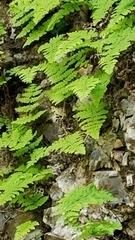 Cystopteris bulbifera