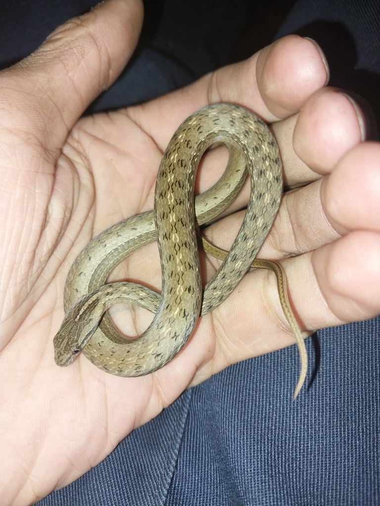 Double-lined Water Snake