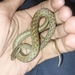 Double-lined Water Snake - Photo (c) Saifudeen Muhammad, some rights reserved (CC BY-NC), uploaded by Saifudeen Muhammad