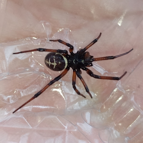 Mediterranean false black widow