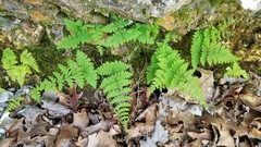 Cystopteris bulbifera