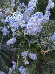 Ceanothus