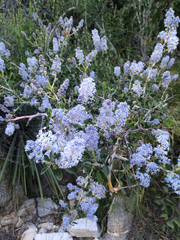 Ceanothus