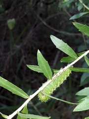 Rothschildia jacobaeae