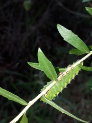 Rothschildia jacobaeae