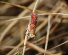 Ancylosis cinnamomella