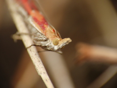 Ancylosis cinnamomella
