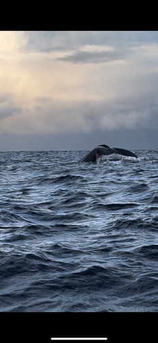 Humpback whale