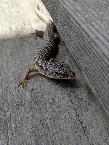 iNaturalist observation photo of Northern Alligator Lizard