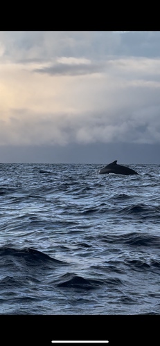 Humpback whale