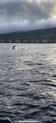 Humpback whale