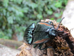 Chalcolepidius rugatus