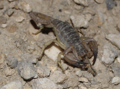 Smeringurus vachoni
