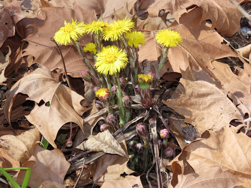 Ankstyvasis šalpusnis nuotrauka