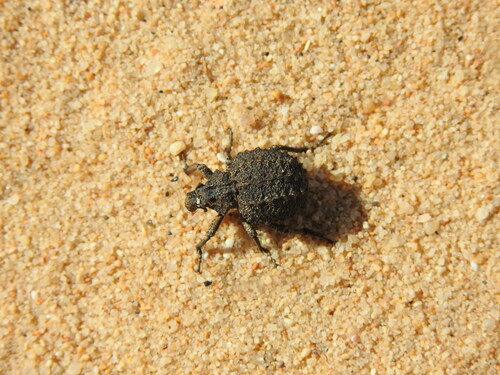 Brachycerus plicatus
