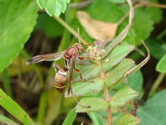 Polistes stigma townsvillensis