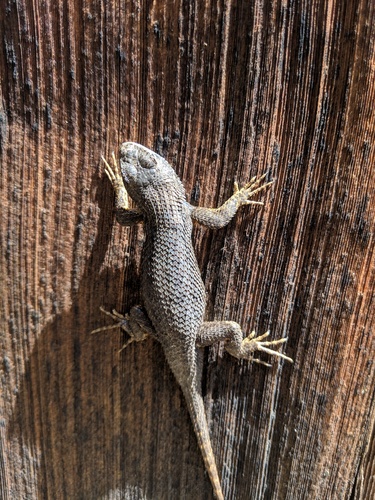 iNaturalist observation photo of Northwestern Fence Lizard