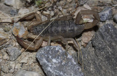 Smeringurus vachoni