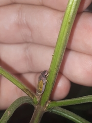 Oncometopia facialis