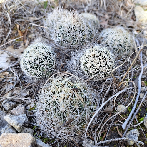 Coryphantha echinus