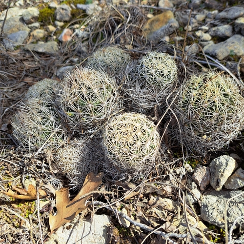 Coryphantha echinus