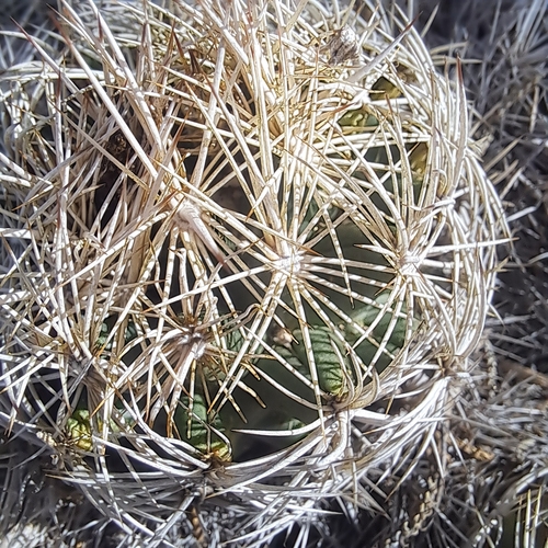 Coryphantha echinus