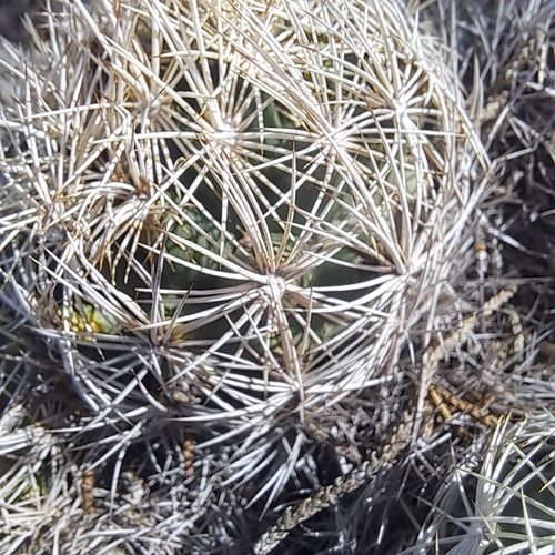 Coryphantha echinus