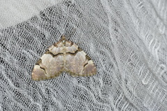 Anticlea derivata