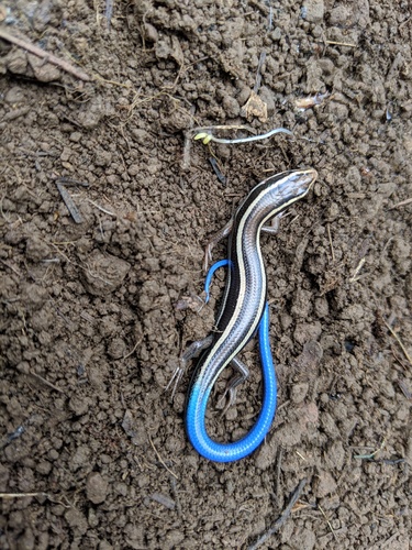 iNaturalist observation photo of Western Skink