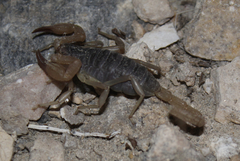 Smeringurus vachoni