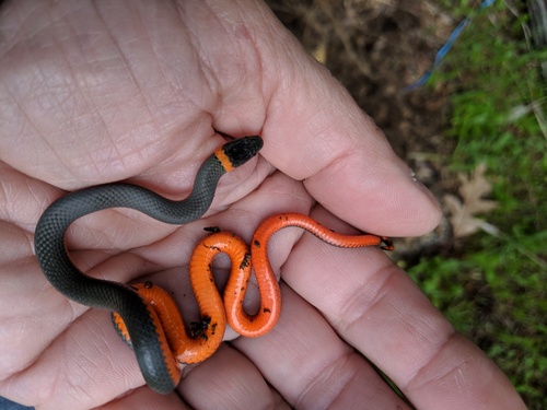 iNaturalist observation photo of Ring-necked Snake