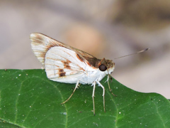 Vettius fantasos