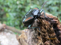 Chalcolepidius rugatus