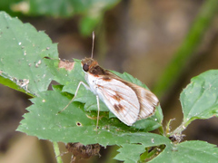 Vettius fantasos