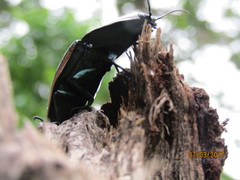 Chalcolepidius rugatus