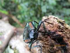 Chalcolepidius rugatus