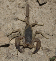 Smeringurus vachoni