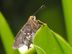 Epargyreus cruza