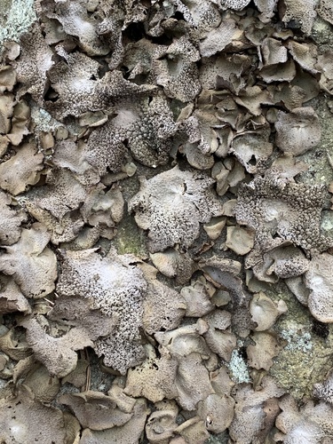 Common Toadskin Lichen