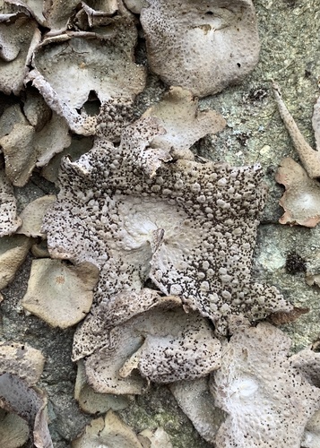 Common Toadskin Lichen