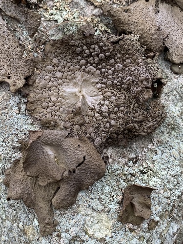 Common Toadskin Lichen