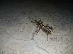 Peruphasma pentlandi