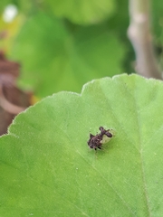 Cyphonia clavigera