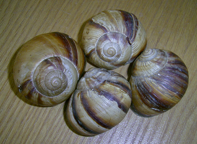 Turkish Snail