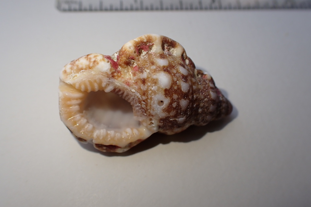 Granular Frog Shell