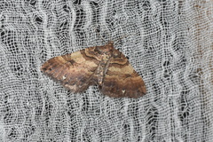 Earophila badiata