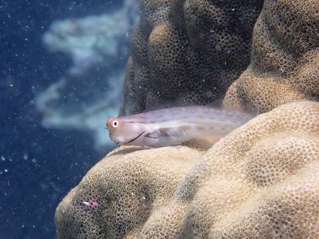 Great Barrier Reef blenny (Ecsenius stictus) — Blenniidae
