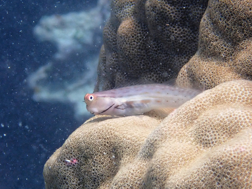 Stippel-tandslijmvis (Ecsenius stictus) — Blenniidae