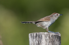 Thamnophilus ruficapillus