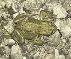Bufo bufo